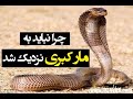 این ویدیو نشون میده چرا نباید به مار کبری نزدیک شد 