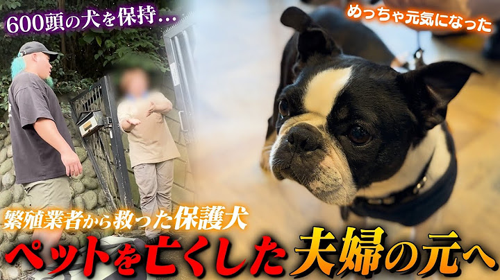 【感動】6年間、日の当たらない部屋で繁殖し続けられた犬がペットを亡くした夫婦の元へ