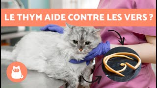 VERS chez LES CHATS  | Symptômes, contagion et traitement naturel