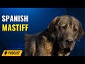 Episode 96: Spanish Mastiff - Laura Spindler from Hoof and Fang Spanish Mastiffs