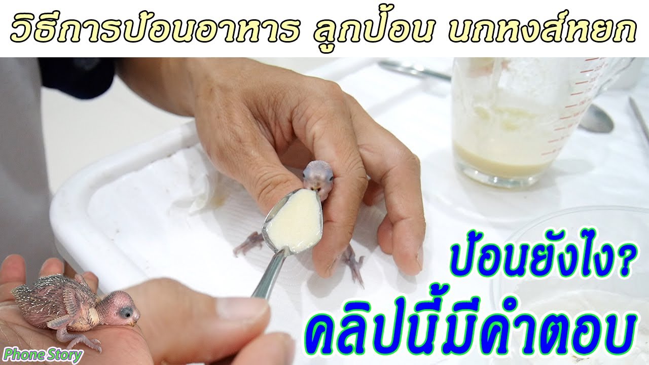 วิธีป้อนอาหาร ลูกป้อน ลูกนกหงส์หยก (How to hand feed Baby Parakeets Food) | ข้อมูลทั้งหมดที่เกี่ยวข้องกับวิธี ป้อน อาหาร ลูก ป้อนที่ถูกต้องที่สุด