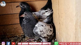 Pigeon Breeding Progress