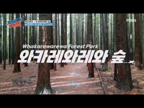 [선공개] 태고의 숲, 뉴질랜드 와카레와레아 그리고 은고사리 MBN 230812 방송
