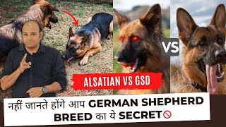 German Shepherd or Alsatian | Is There Any Difference? By Baadal Bhandaari