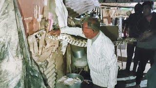 Python rescue | Wild Indian rock python rescue  | biggest snake