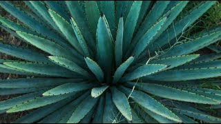 Sports Performance Beneficios de la INULINA DE AGAVE AZUL para TU SALUD