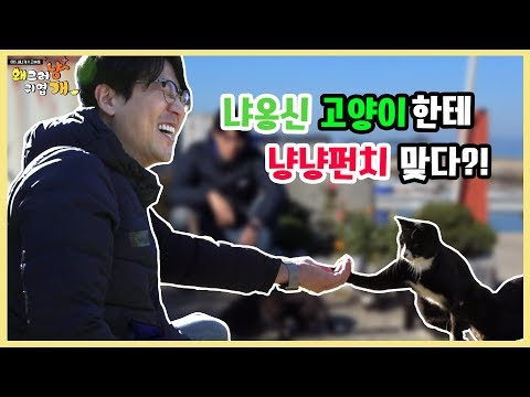 한국의 고양이섬 욕지도에서의 하루 