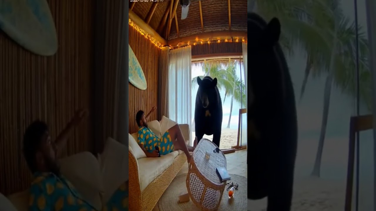 CCTV footage of bear breaks into house 
