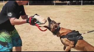 Dog Protection Training - SA Dog Training