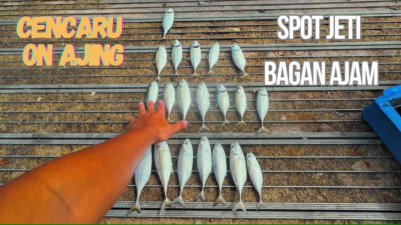 Meriah Strike Mancing di Spot Jeti Nelayan Bagan Ajam