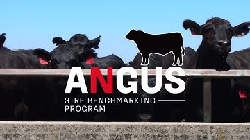 What is the Angus Sire Benchmarking Program?