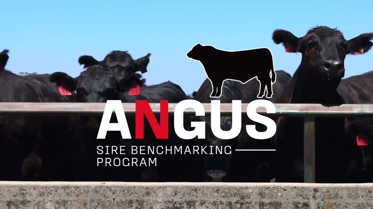 What is the Angus Sire Benchmarking Program?
