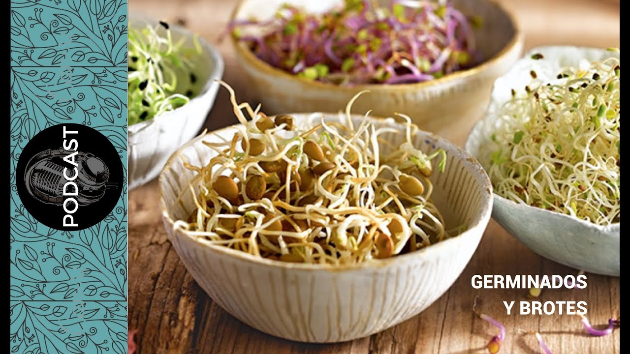 MITOS Y VERDADES SOBRE LOS GERMINADOS Y BROTES