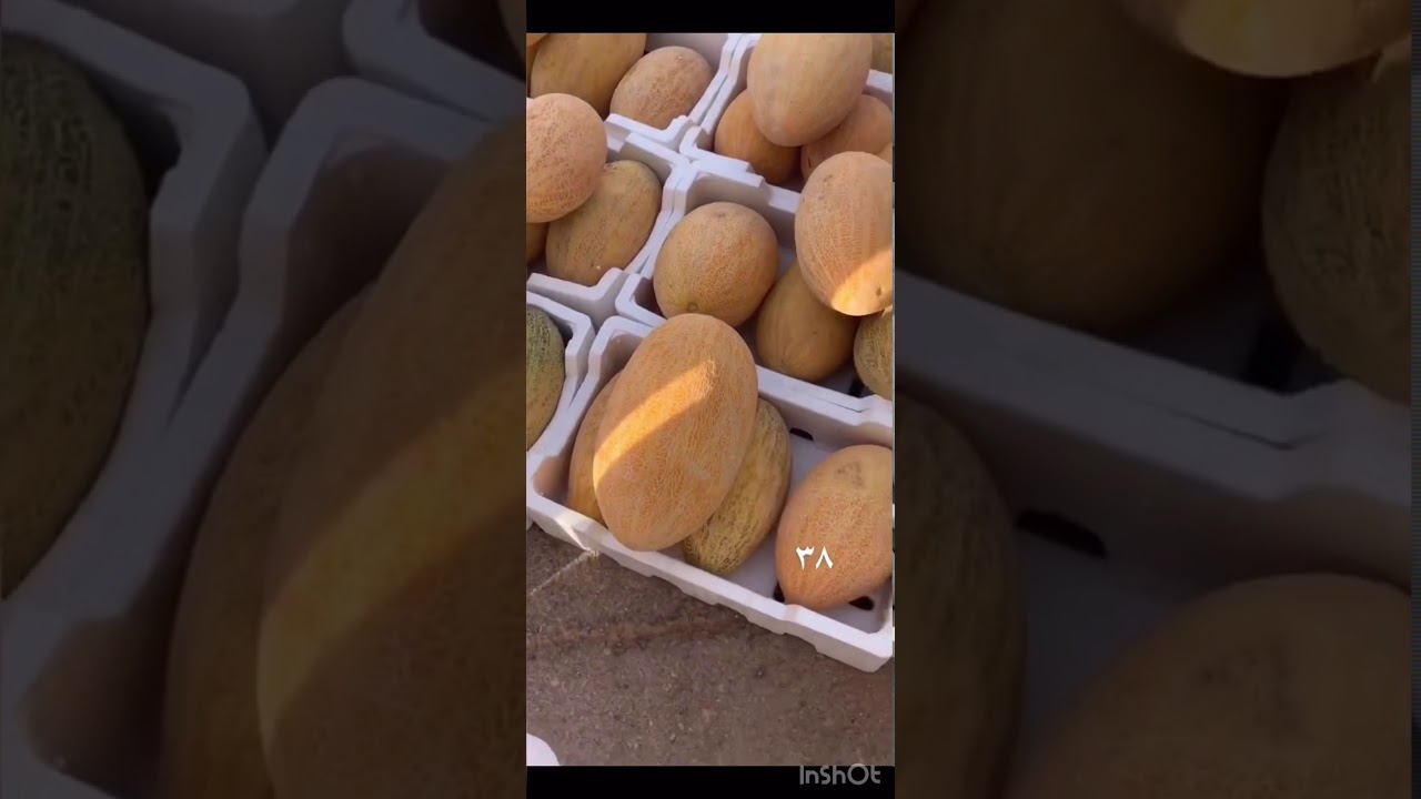 سوق الخضار القصيم عنيزة