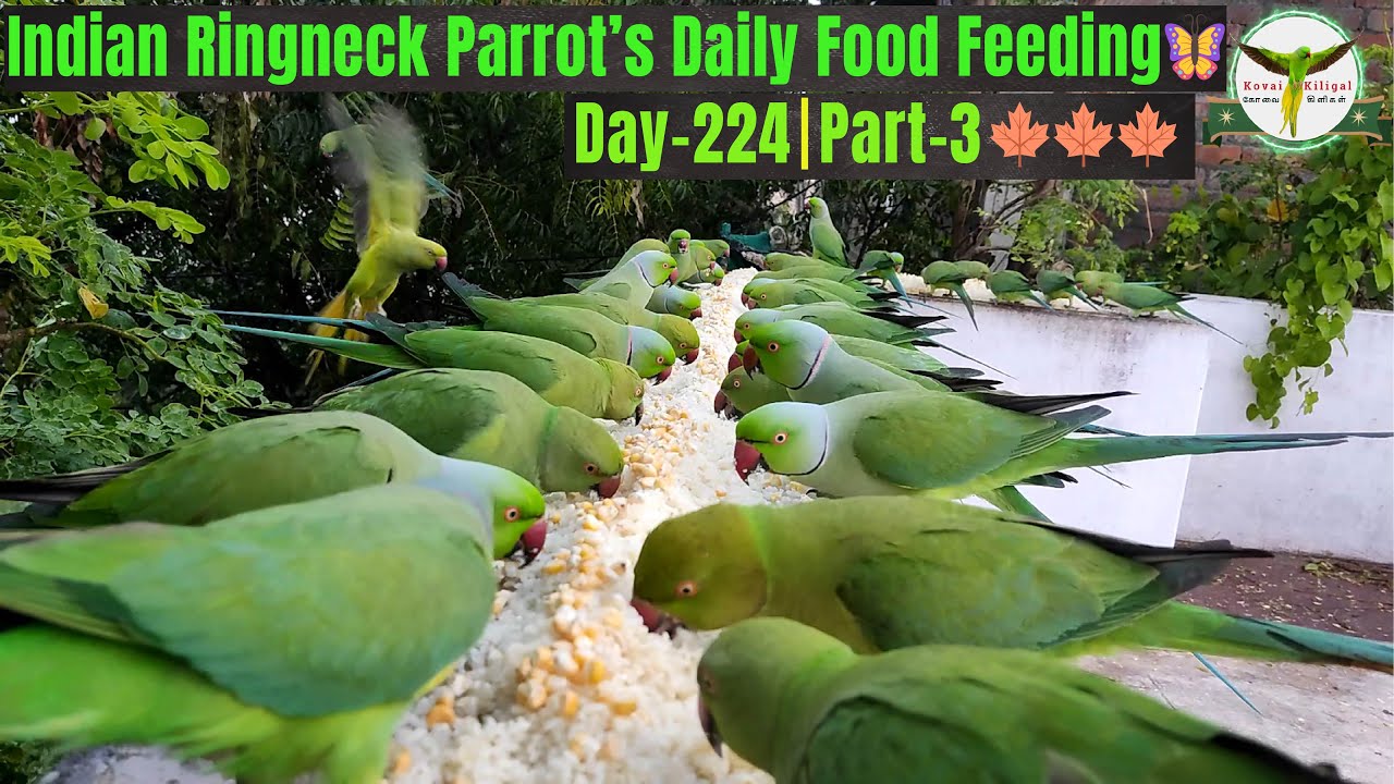 Indian Ringneck Parrot Daily Food Feeding🌸| Day 224 | Part-3