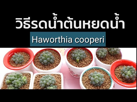 วิธีรดน้ำต้นฮาโวเทียหยดน้ำให้ต้นไม้สวยและเติบโตดี(Haworthia cooperi)