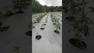 Download Lagu Cabe tumpang sari tomat MP3 Download Lagu Cabe tumpang sari tomat MP3