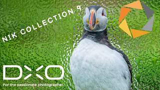 I tried Nik Collection 9 as a Wildlife Photographer   here's what happened!