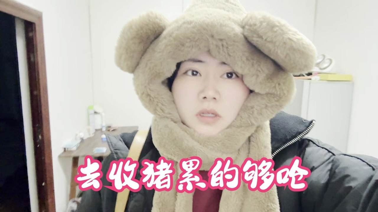 每次去农村收猪都累的够呛，来回跑100多公里就为了能买到粮食猪，我收的猪一般都是1年左右的猪，粮食喂养的，熟的也好，生的也好，饲料猪我是坚决不要的