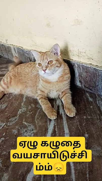 🤣கரையான் ஏ வாழ்க்கையில விளையாடிருச்சி🤣