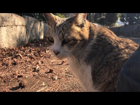 猫の尻尾付け根の腰トントン お尻を上げて喜ぶ可愛い猫動画 Youtube