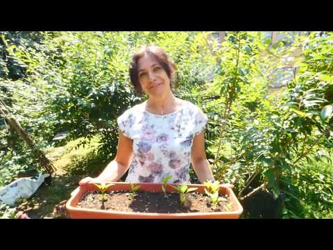 Video: Come piantare i peperoni per le piantine a casa
