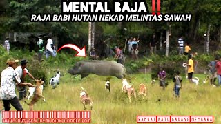 AMAZING ‼️Aksi nekad Raja babi hutan melintas sawah (WILD BOAR HUNTING)