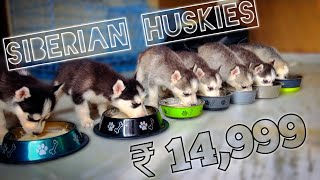 सिर्फ 14,999 में HUSKY ???