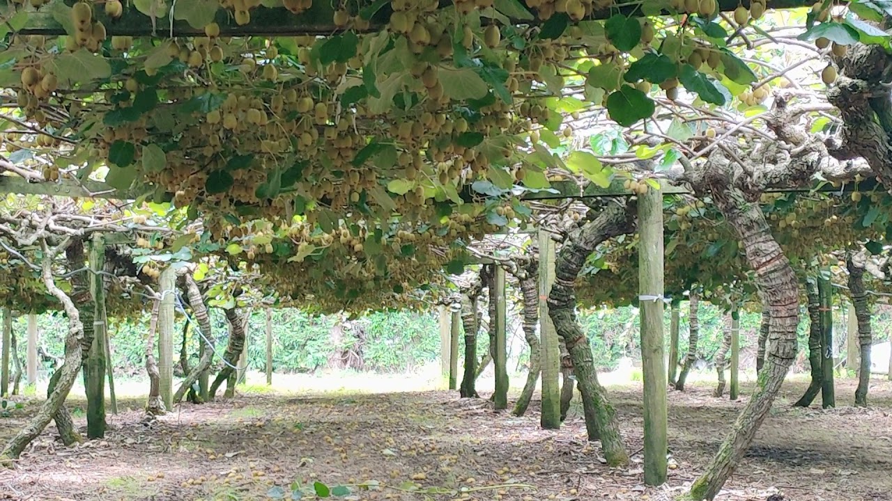 kiwi fruit thinning