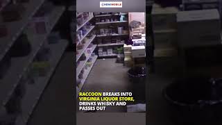 Raccoon breaks into Virginia liquor store, drinks whisky and passes out