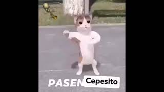 Pasen Cepesito