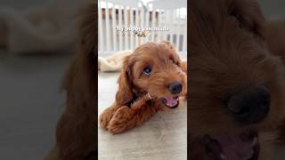 my puppy essentials 🐾🧸🍼 #puppy #puppylife #goldendoodle #puppylove #doodlelife #cutepuppy