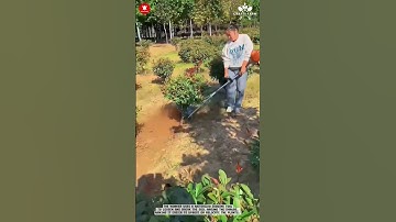 Removing Soil Around Shrubs Using a Powered Digging Tool in the Field #smartfarming