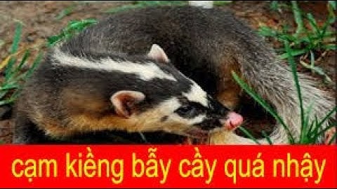 Cạm bẫy chuột 🐭, cạm bẫy thú rừng giá rẻ LH 0967 924 126//0888 935 262