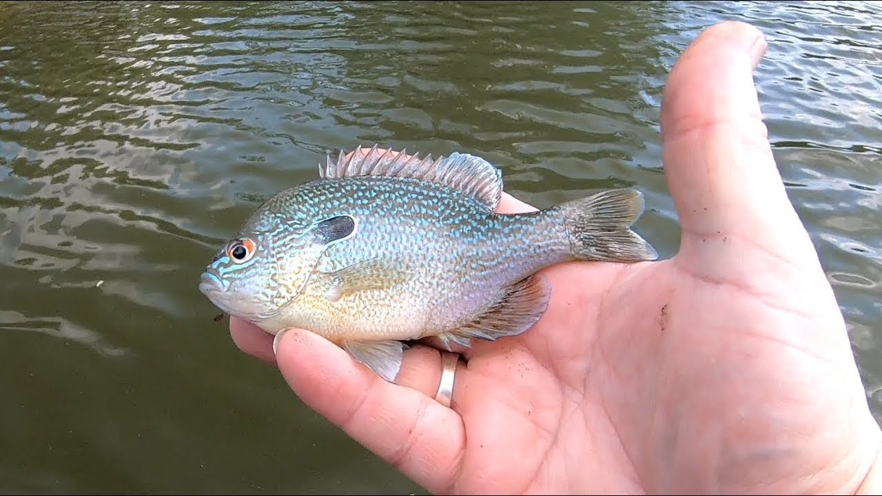 Bank fishing at the Lake for Bream With the ZEBCO Dock Demon Spincaster