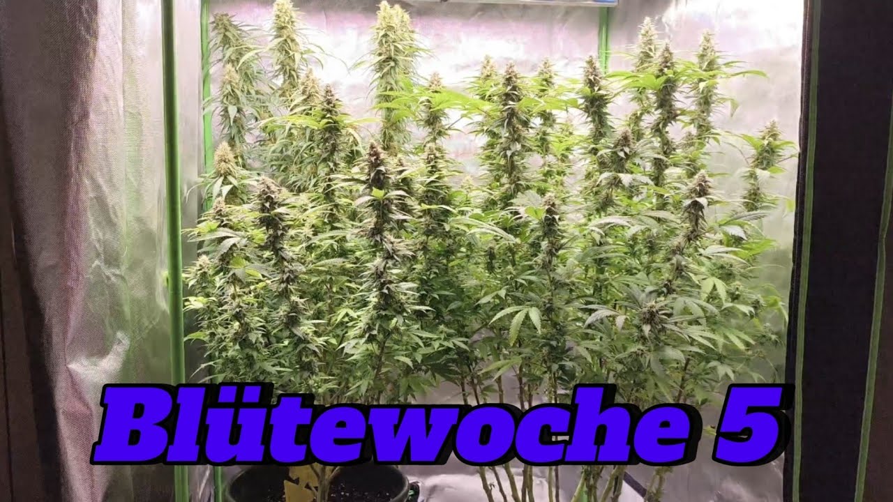 Blütewoche 5 🌸 | Update & leichte Entlaubung, Defoliation Indoor Grow Pflanzen, Steckling #howto 420