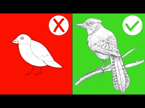 Vídeo: Como Nomear Um Pássaro