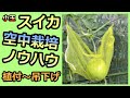 【小玉スイカの空中栽培ノウハウ 2021】植え付け～ハンモック吊り  無農薬 半自給自足