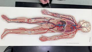A & P Lab Video Arteries and Veins of the Body