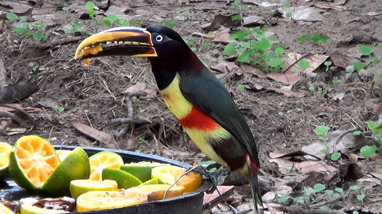 Chestnut-eared Aracari, birds in search of food, backyard fruits, 