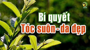 Tóc suôn da đẹp mỗi ngày chỉ nhờ 1 nắm lá ổi — KHỎE TỰ NHIÊN