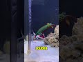The Loudest Animal On Earth Is Tiny