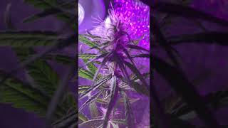 Weed plant cabinet experiment
