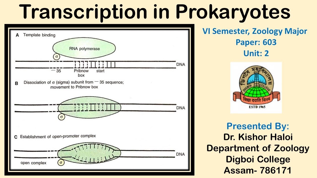 Transcription in Prokaryotes II Initiation, Elongation and Termination ...