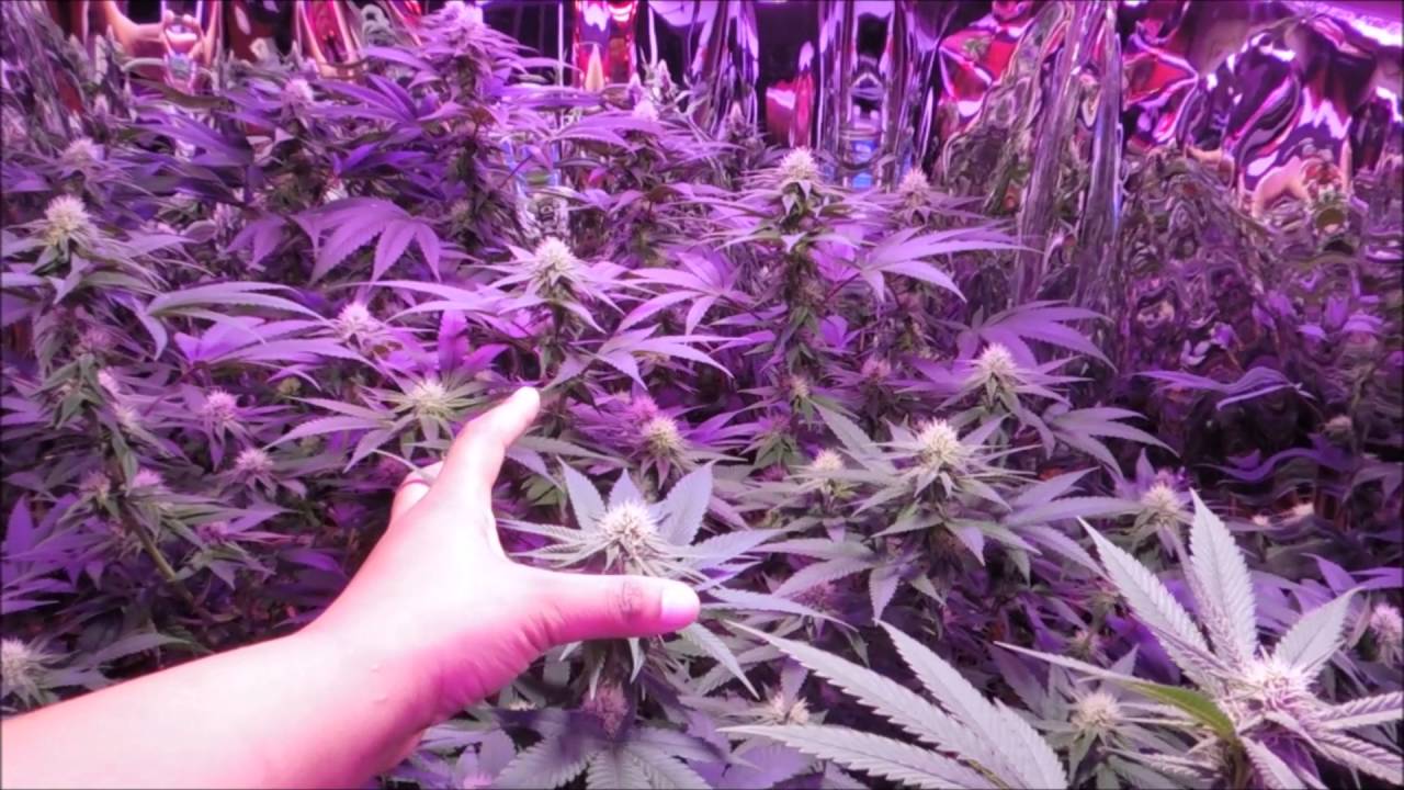 Spectrum King 400+ LED Grow Feat. Kanna Genetics & Trichome Jungle Genetics Ep.2