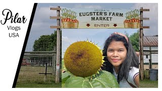 EUGSTER'S FARM MARKET SUNFLOWER FIELD IN MADISON WISCONSIN | BUHAY AMERIKA