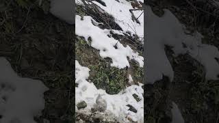 #manali #shimla #nature #mountains #snow
