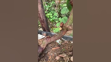 Cây Sim rừng quái không bầu lên mầm kìa