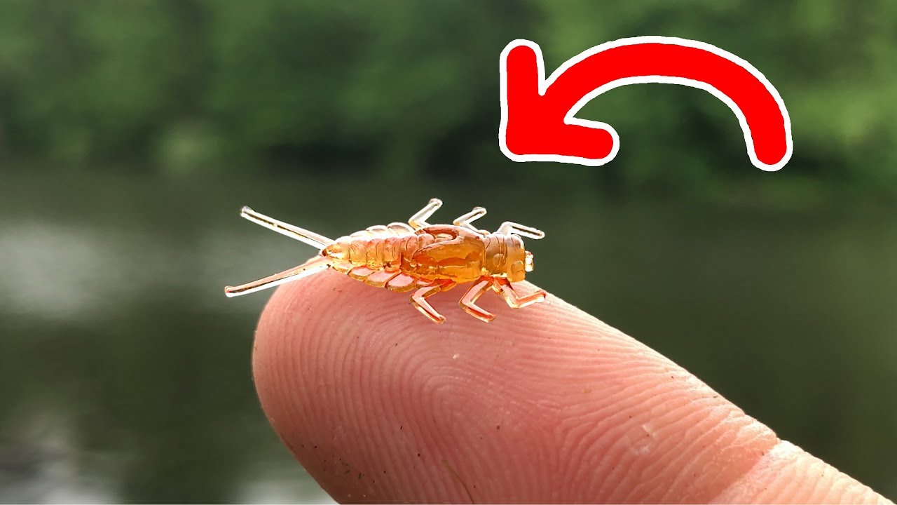 ULTRA Realistic TINY Lure!!! - SMALLEST Yet! 