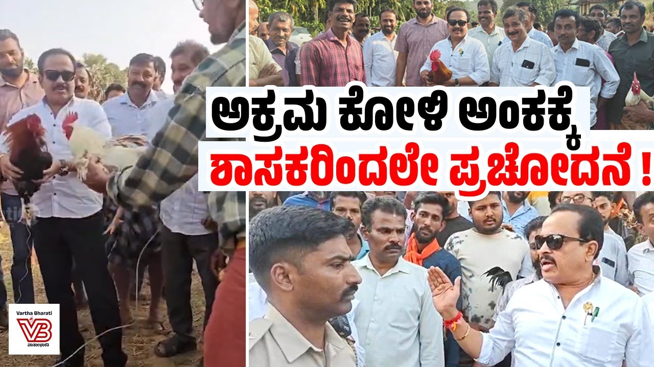 ಪೊಲೀಸರು ಕೋಳಿ ಅಂಕ ತಡೆದರೂ ಪುತ್ತೂರು ಶಾಸಕರು ಡೋಂಟ್ ಕೇರ್ | Ashok Rai | Bantwal